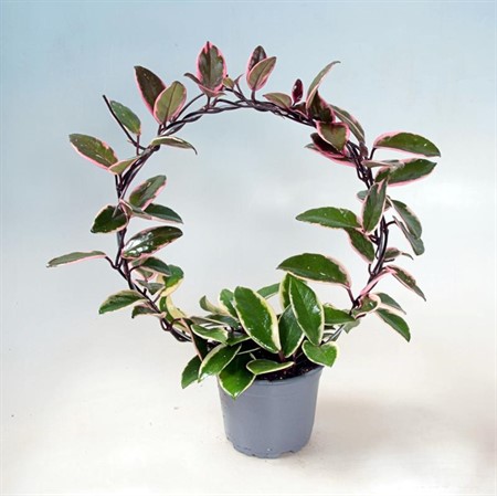 HOYA FLAMINGO DREAM BÅGE 12Ø Ø12