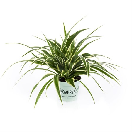 PILEA PEPEROMIOIDES 12Ø Ø12