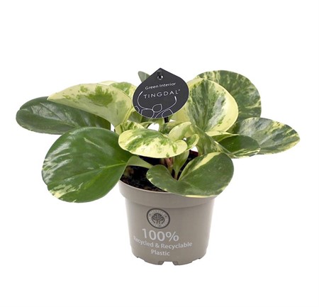 PEPEROMIA OBTU. GREEN GOLD 12Ø Ø12