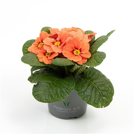 PRIMULA VULGARIS TERRACOTTA 10,5Ø Ø10.5
