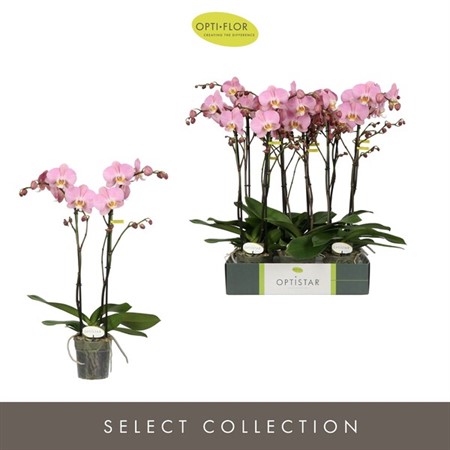 Phalaenopsis Padova gammalrosa SUPER Ø12 H=60 2 TAK