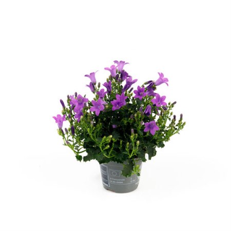 CAMPANULA GET MEE BLÅ 6Ø Ø6