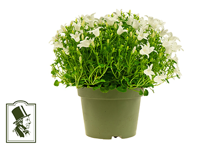 CAMPANULA WHITE GET MEE 10,5Ø Ø10.5