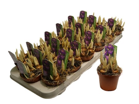 Crocus vernus Flower Record Ø9 H=12 STAD 2-2