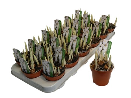 Crocus vernus Jeanne dArc Ø9 H=12 STAD 2-2