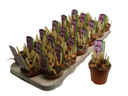 Crocus vernus Pickwick Ø9 H=12 STAD 2-2