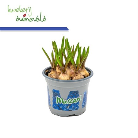 Muscari Blue Magic Ø9 H=12 STAD 1-2