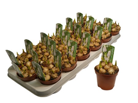 Muscari White Magic Ø9 H=12 STAD 2-2