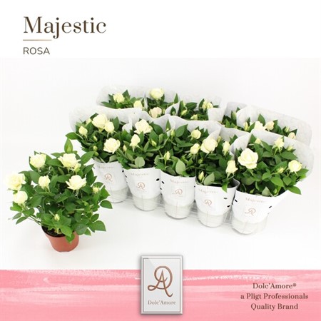 Rosa Amorosa Infinity White KLIPP Ø12 H=29 5+ BLM