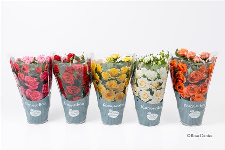 ROSA CLASSIC 10,5Ø Ø10.5