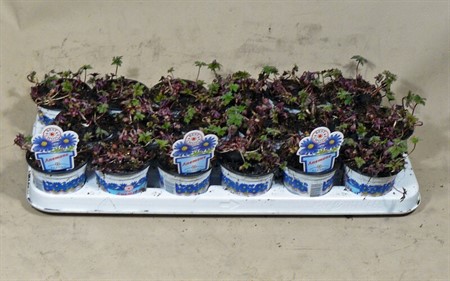 Anemone blanda Blue Shades Ø9 H=003 5 BOL PP AFGEHARD