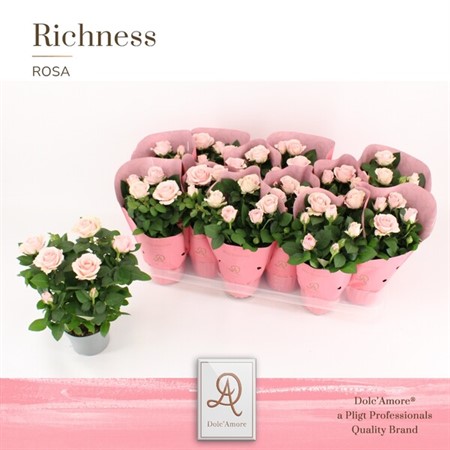 Rosa Amorosa Infinity Princess Ø10,5 H=25 4+ BLM