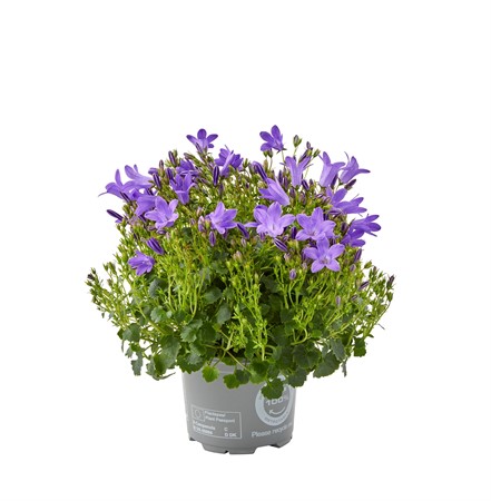 CAMPANULA BLUE ONE 10,5Ø Ø10.5