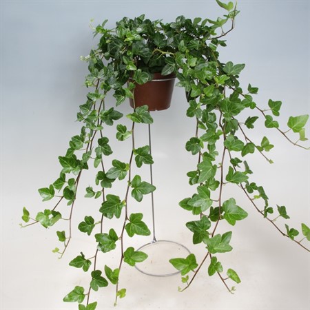 HEDERA GRÖNNE LANGE 11Ø Ø11