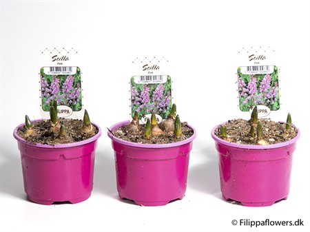 SCILLA SIBERICA ROSA 9Ø Ø9