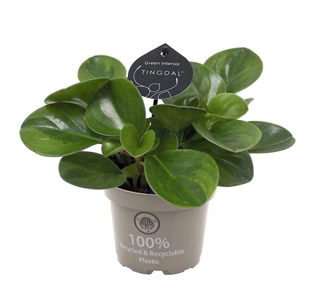 PEPEROMIA OBTU. LIME 12Ø Ø12