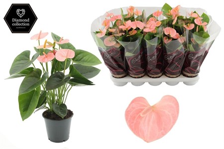 Anthurium andr. Spirit Ø12 H=36 5+ BLM DIAM 30+