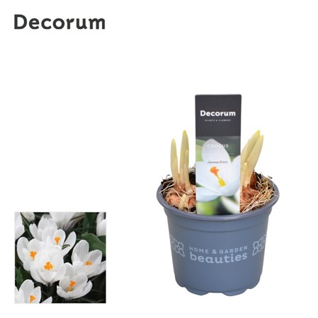 Crocus vernus Jeanne dArc Ø9 H=15 STAD 1-2