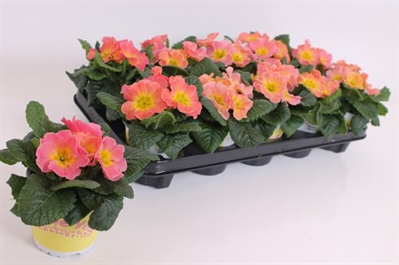 Primula acau. Ily Chameleon Ø11 H=15 3+ BLM