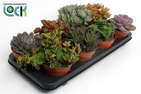 Succulenten mix 6 sorts Ø12 H=15
