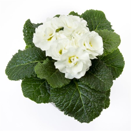 PRIMULA PRINCESS VIT 10,5Ø Ø10.5