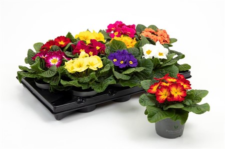 PRIMULA VULGARIS MIXLÅDA 10,5Ø Ø10.5