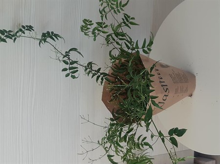 JASMINUM BUSK M. PÅSE 11Ø Ø11