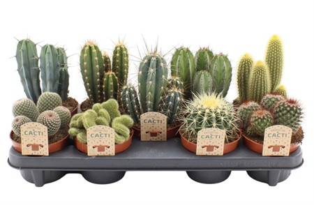 Cactus mix Ø12 H=15