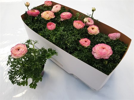 Ranunculus asiaticus Sprinkles Pink Bicolour Ø10,5 H=20