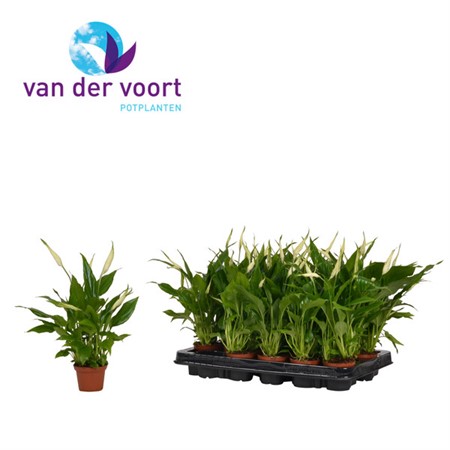 Spathiphyllum Chopin Ø6,5 H=25 3+ BLM STAD 1-1