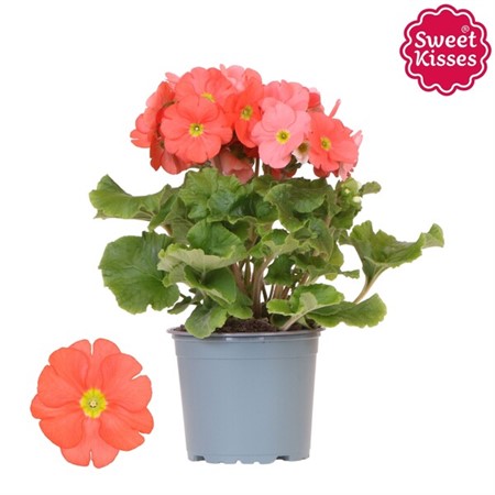 Primula obc. Touch Me orange Ø12 H=25 3 TAK BODEMBEDE