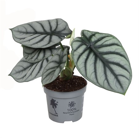 ALOCASIA BAGINDA 12 CM Ø12