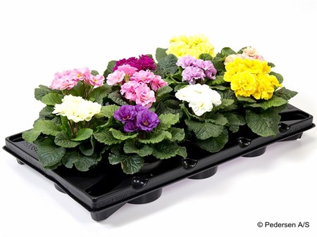 PRIMULA PRINCESS MIX 10,5Ø Ø10.5