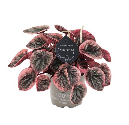 PEPEROMIA CAPE. ABRICOS 12Ø Ø12