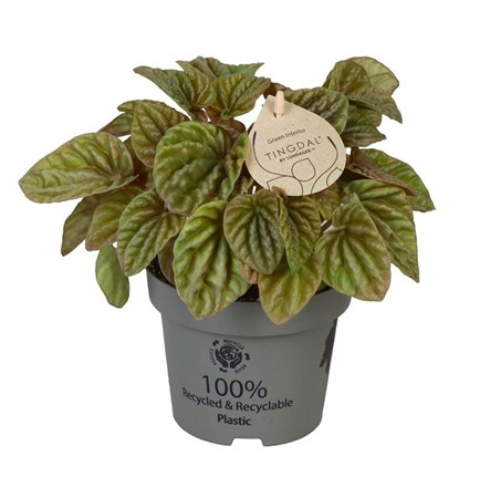 PEPEROMIA CAPE. QUITO LIME 12Ø Ø12