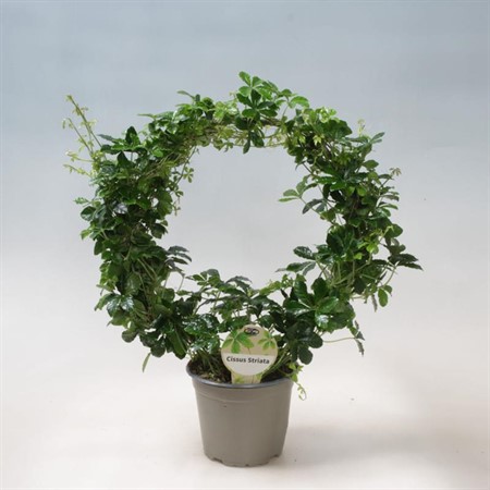 CISSUS STRIATA BÅGE 12Ø Ø12