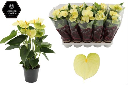 Anthurium andr. kräm Vanilla Ø12 H=36 5+ BLM