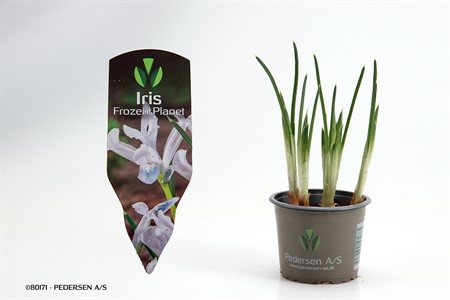 IRIS RETICULATA FROZEN PLANET 9Ø Ø9
