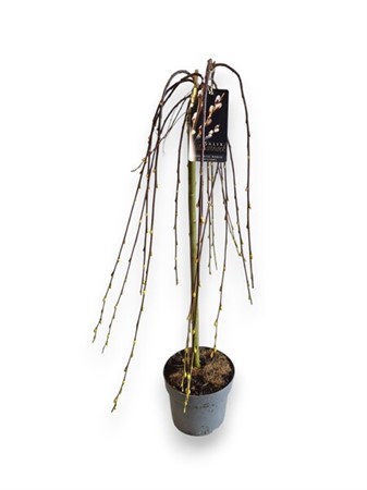 Salix cap. Kilmarnock (pendula) KLIPP Ø19 H=90 8 TAK