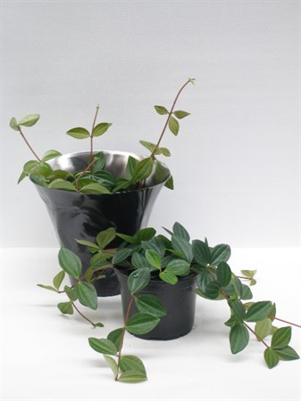 PEPEROMIA SURO 11Ø Ø11