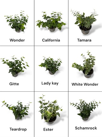 HEDERA 9Ø HÄNG. Ø9