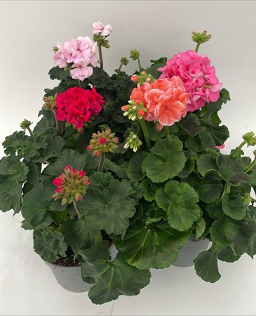 Pelargon exklusiv Frilesås