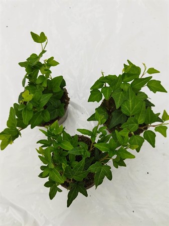HEDERA GRØN' 9 CM Ø9