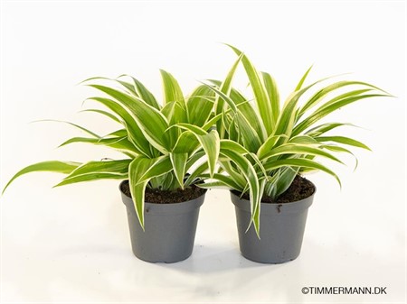 CHLOROPHYTUM  LAXUM 6Ø Ø6