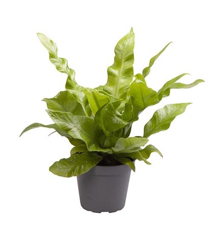 ASPLENIUM CRISPY WAVE 6Ø Ø6