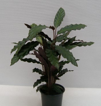 CALATHEA RUFIBARBA 12Ø Ø12