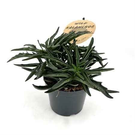 KALANCHOE WILD LACINIATA 12Ø Ø12