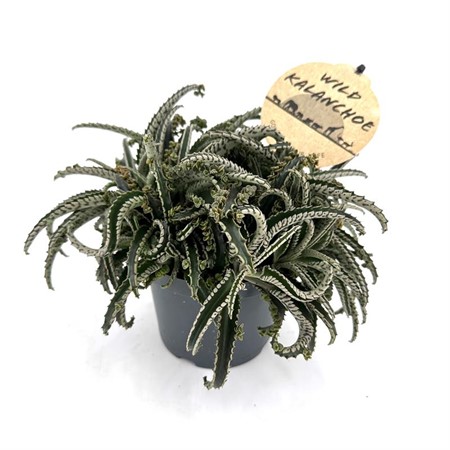 KALANCHOE WILD DAIGREMONTIANA 12Ø Ø12