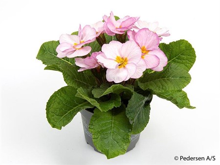 VIOLA CORNUTA 9Ø Ø9