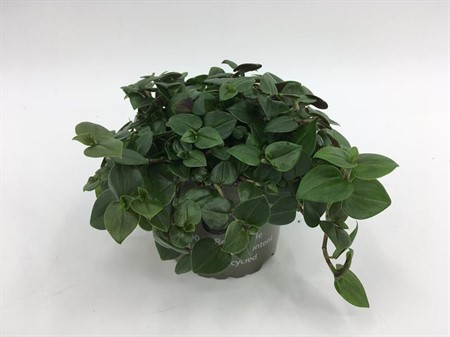 TRADESCAN.ALBI. DARK GREEN Ø10.5